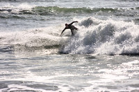 Surf-Up