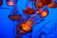 JellyFish 2013