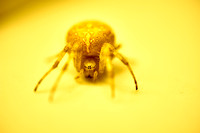 Yellow Spider